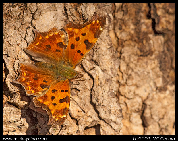 Eastern Comma Butterfly Eastern Common Butterfly