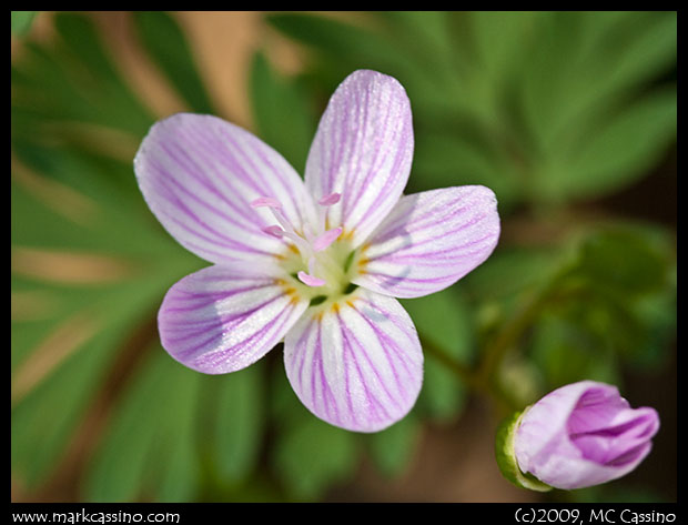 Spring Beauty