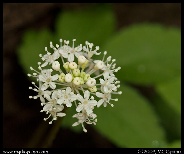 Wild Ginseng Wild Ginseng