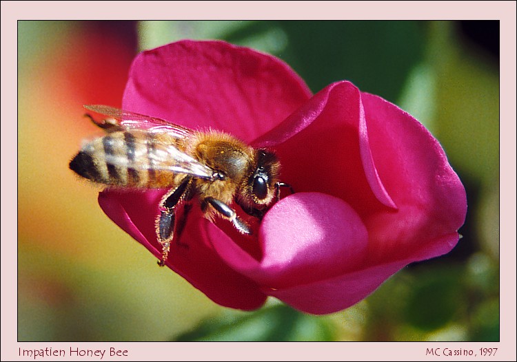 Honey Bee in Impatiens Flower