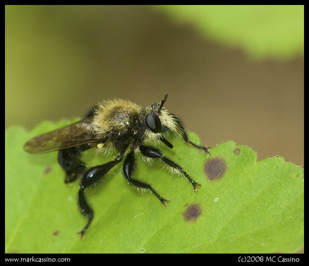 Bee Hunter (Robberfly)
