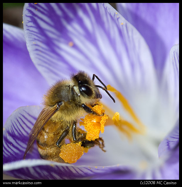 Honey Bee - Apis mellifera Honey Bee - Apis mellifera