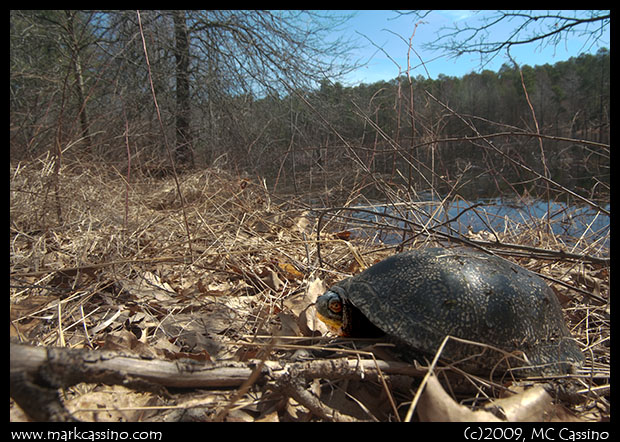 Turtle at the Edge of a Season Pond
