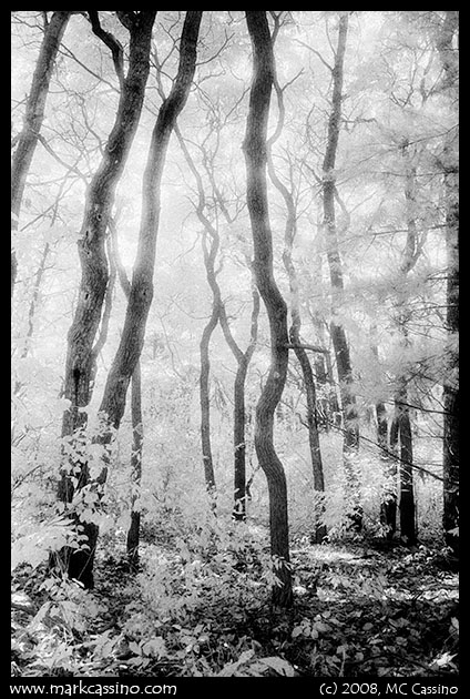 Trees in October