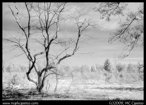 Pine Barrens