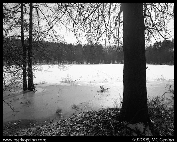 Pine Barrens Pine Barrens