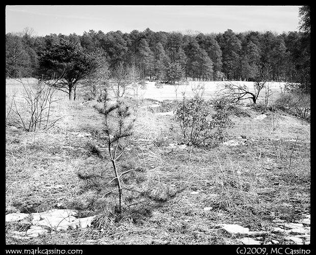 Pine Barrens Pine Barrens