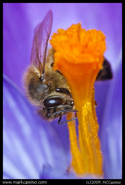 Honey Bee In crocus