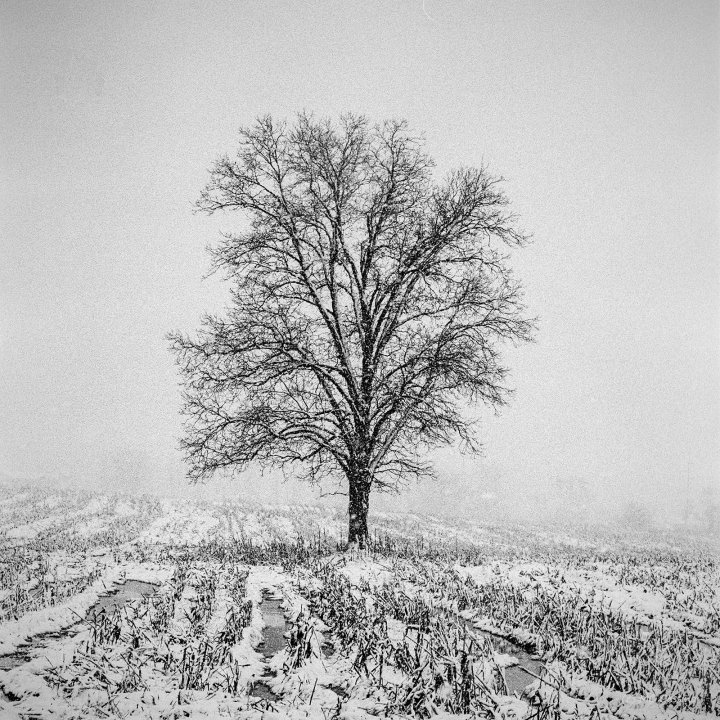 Photo Of Tree In Corn Stubble Field