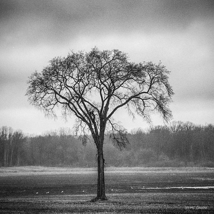 Muddy March Field