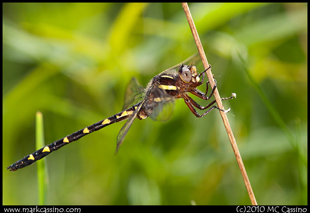 Brown Siketail Dragonfly