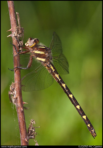 Brown Siketail Dragonfly