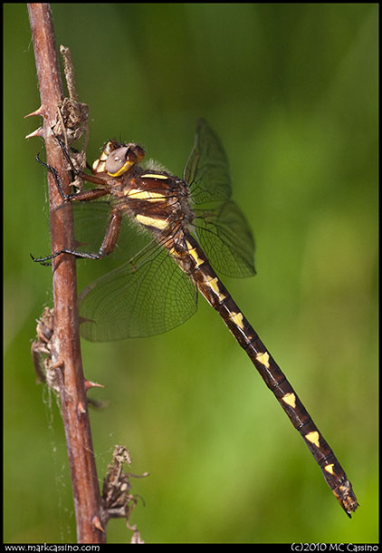 Brown Siketail Dragonfly Brown Siketail Dragonfly