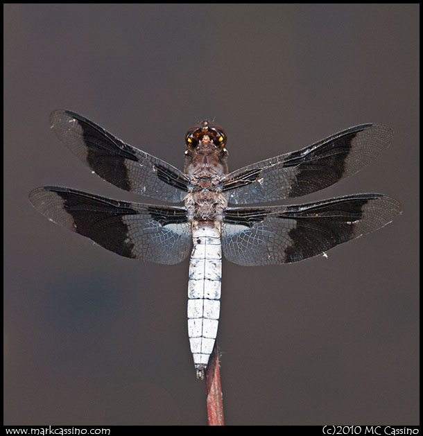 Common WHitetail Dragonfly