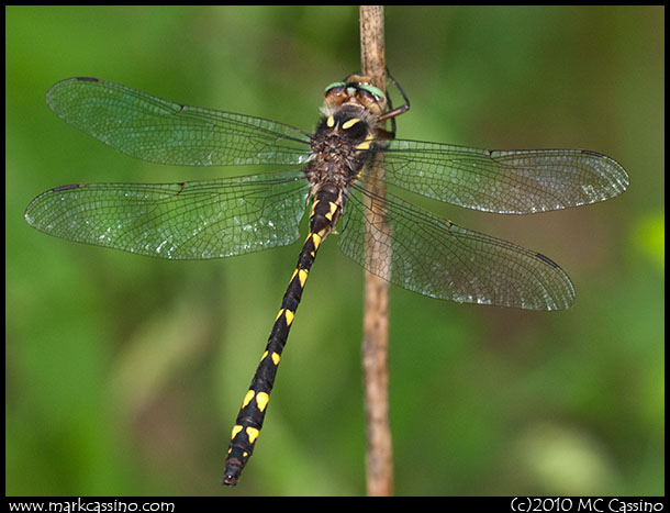 Brown Siketail Dragonfly