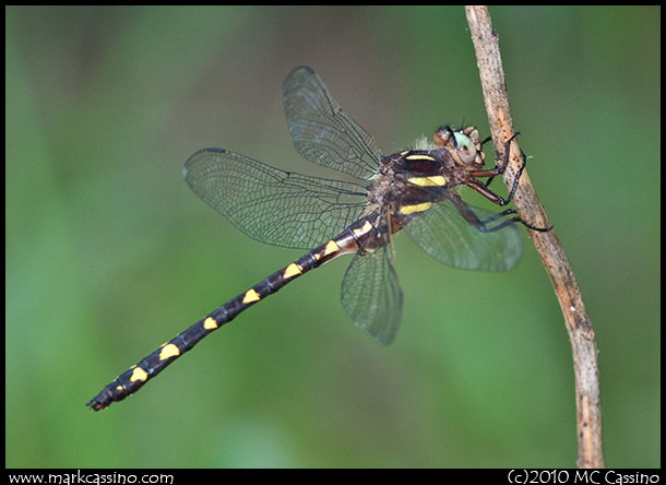 Brown Siketail Dragonfly