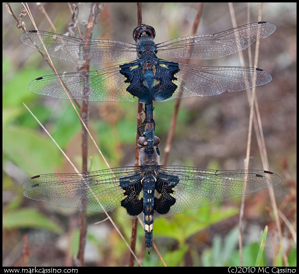 Black Saddlebags Dragonfly