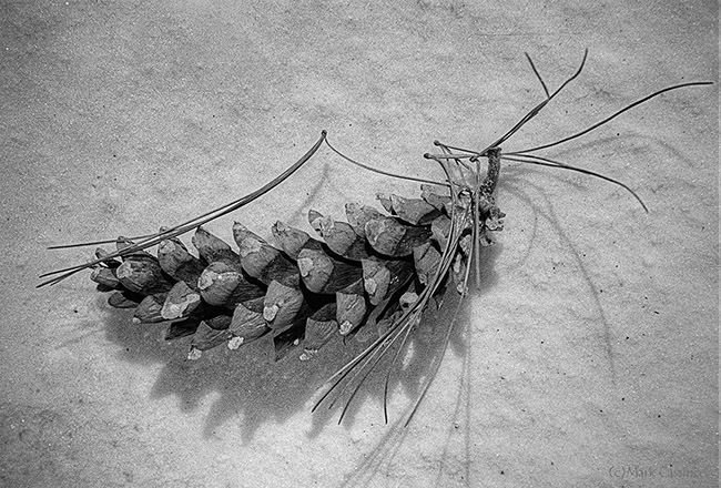 Black and white film photo of a pine cone in the snow.