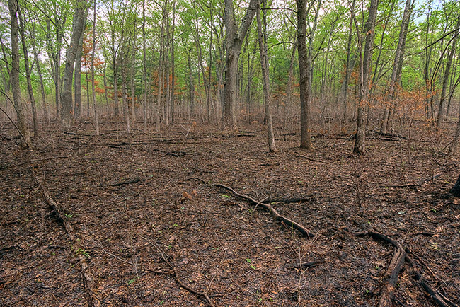 Woods following a prescribed burn.