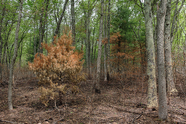 Woods following a prescribed burn.