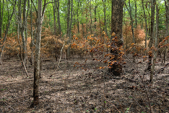 Woods following a prescribed burn.