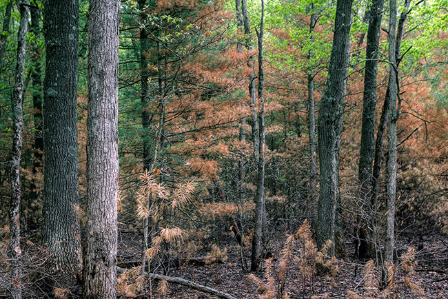 Woods following a prescribed burn.