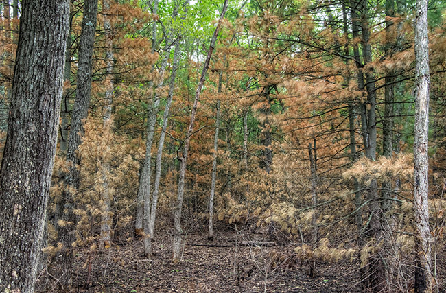 Woods following a prescribed burn.