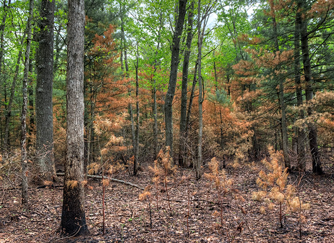 Woods following a prescribed burn.