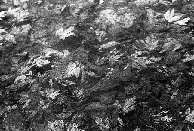 Leaves swirling in clear water - black & white photo