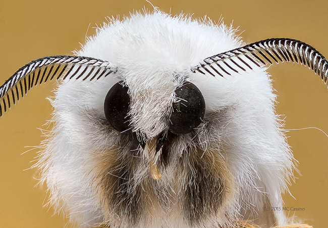 Ermine Moth (family Yponomeutidae)