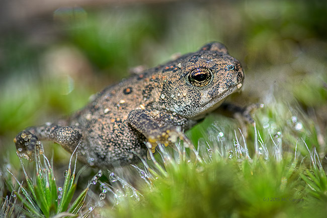 Eastern American Toad, Anaxyrus americanus