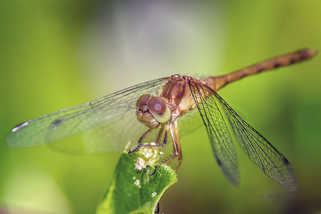 Meadowhawk Dragonfly