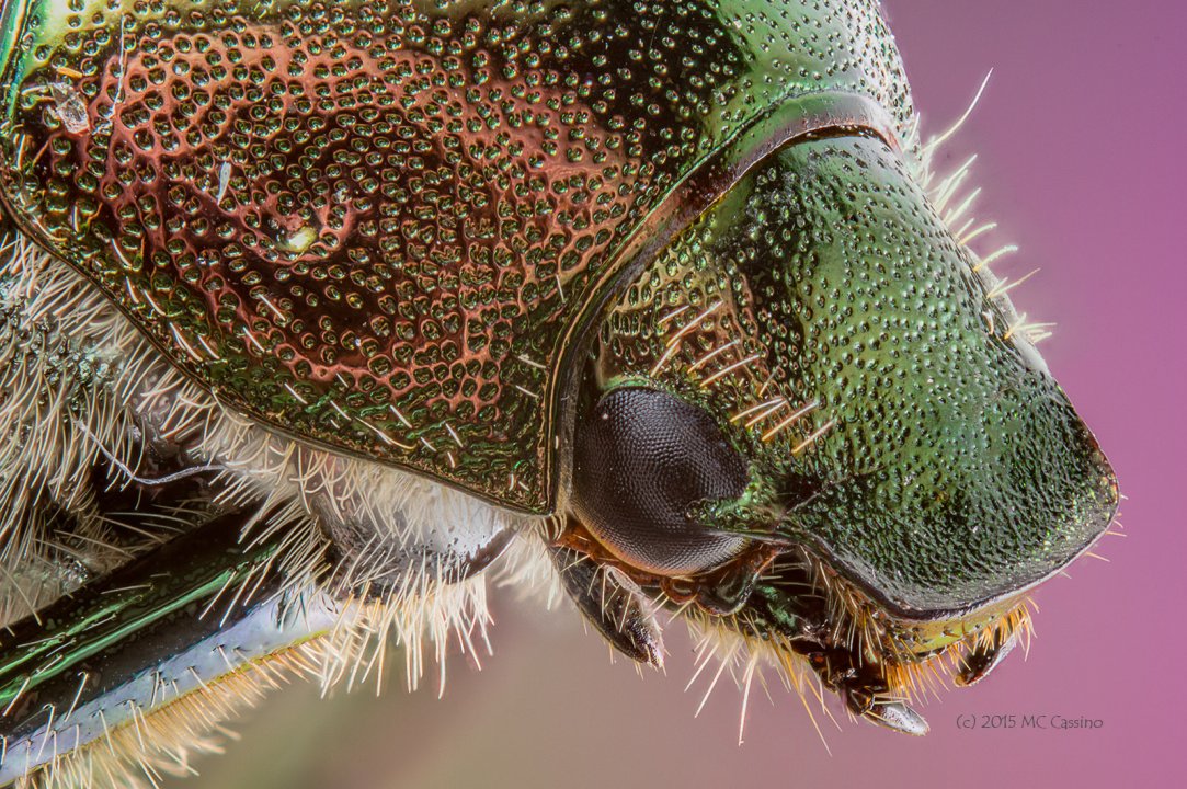 Japanese Beetle, Popillia japonica Japanese Beetle, Popillia japonica