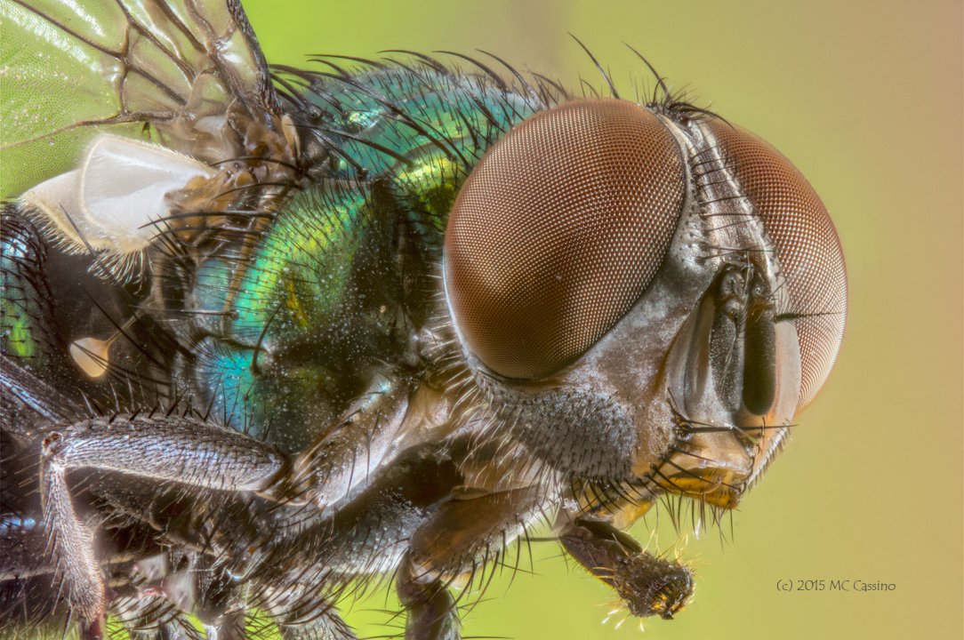 Green Bottle Fly