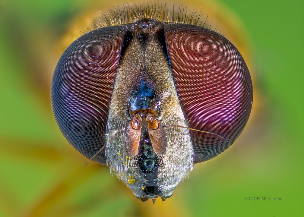 Hover Fly Eyes