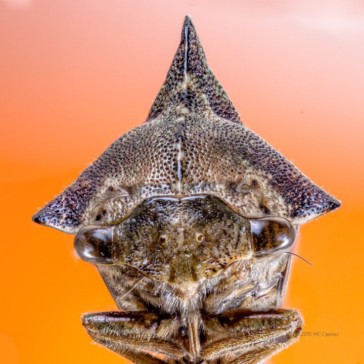 Crested Treehopper