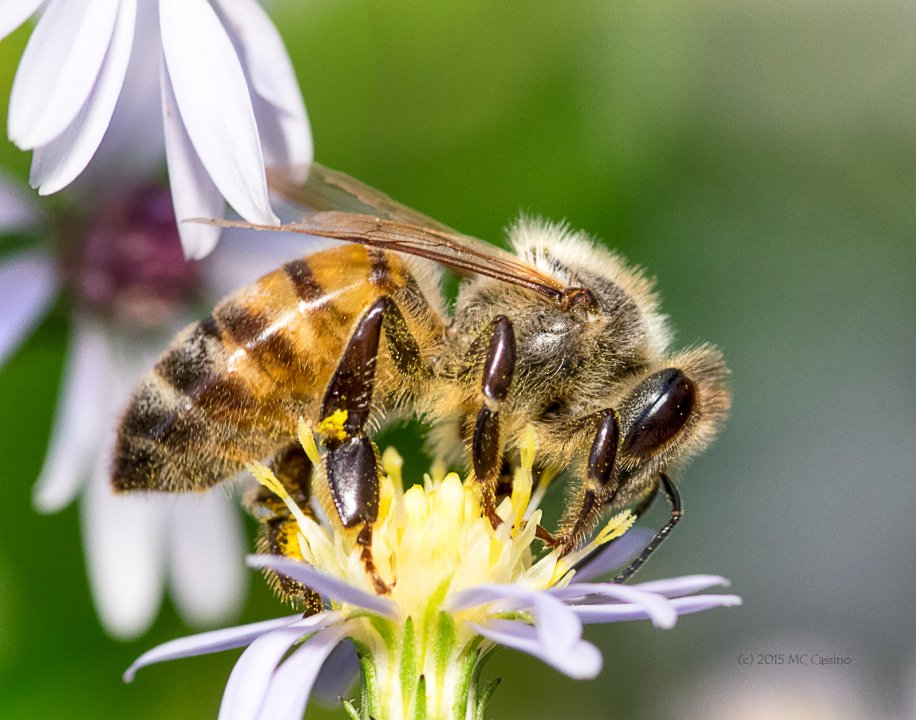 Honey Bees in Autumn Aster