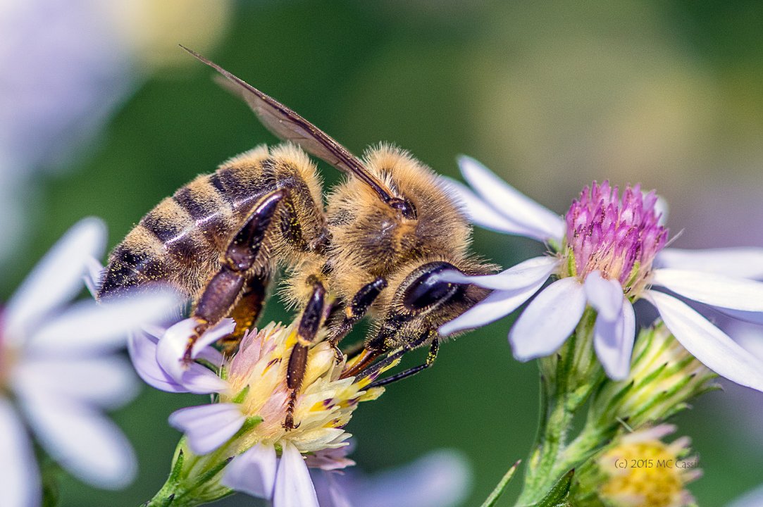 Honey Bees in Autumn Aster