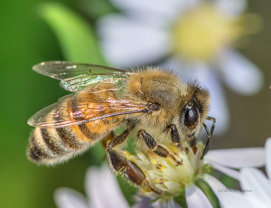 Honey Bees in Autumn Aster