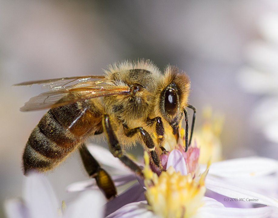 Honey Bees in Autumn Aster