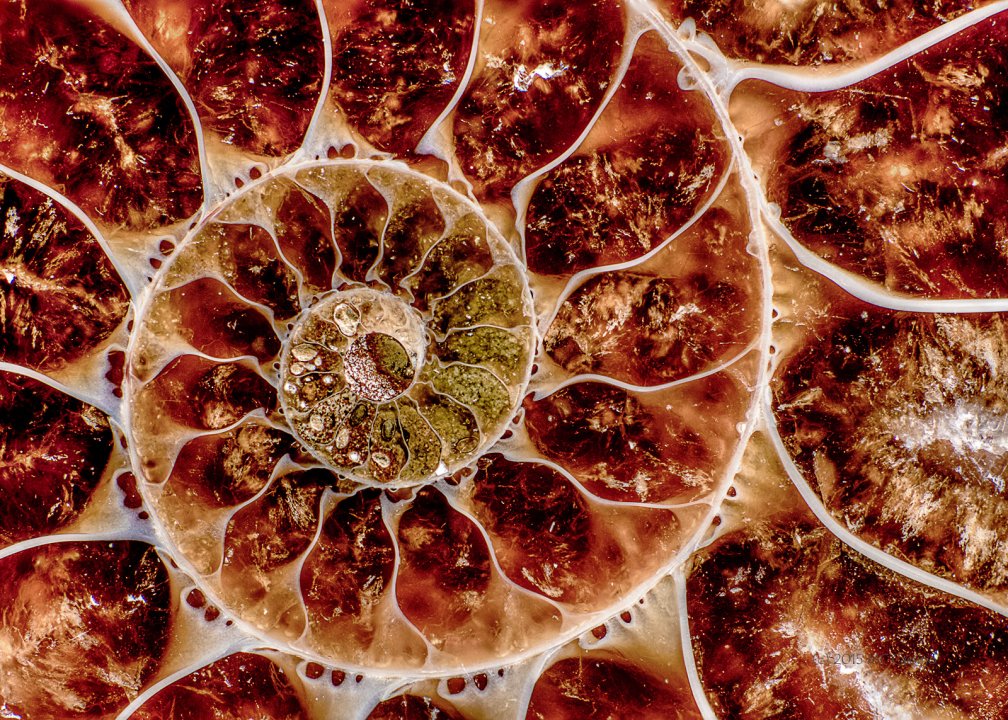 Ammonite