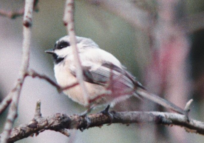 Leucistic Black Capped Chickadee In Kalamazoo County, Michigan Leucistic Black Capped Chickadee In Kalamazoo County, Michigan