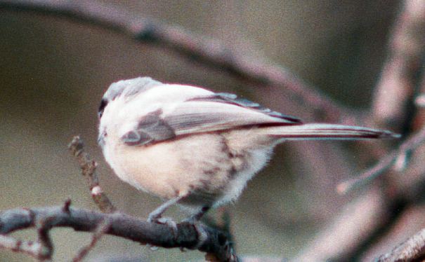 Leucistic Black Capped Chickadee In Kalamazoo County, Michigan Leucistic Black Capped Chickadee In Kalamazoo County, Michigan