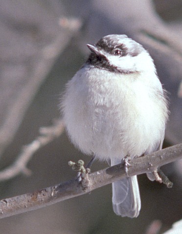 Leucistic Black Capped Chickadee In Kalamazoo County, Michigan Leucistic Black Capped Chickadee In Kalamazoo County, Michigan
