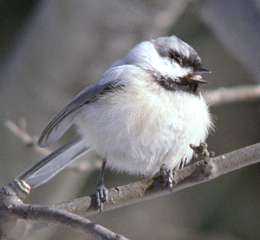 Leucistic Black Capped Chickadee In Kalamazoo County, Michigan Leucistic Black Capped Chickadee In Kalamazoo County, Michigan