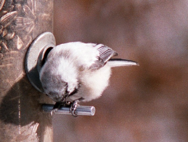 Leucistic Black Capped Chickadee In Kalamazoo County, Michigan Leucistic Black Capped Chickadee In Kalamazoo County, Michigan