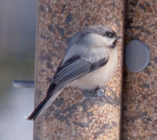 Leucistic Black Capped Chickadee In Kalamazoo County, Michigan Leucistic Black Capped Chickadee In Kalamazoo County, Michigan