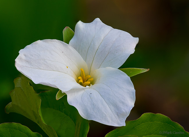 Trillium Grandiflorum