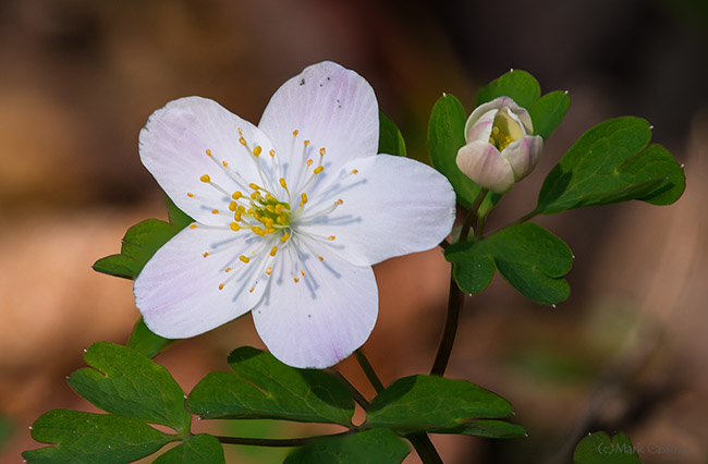 False Rue Anemone - Enemion biternatum