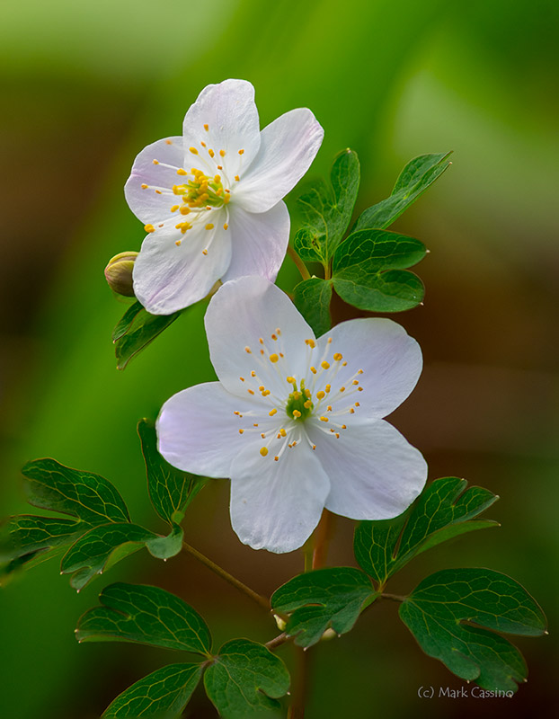 False Rue Anemone - Enemion biternatum